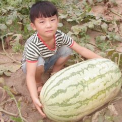 金牌5号F1西瓜种子