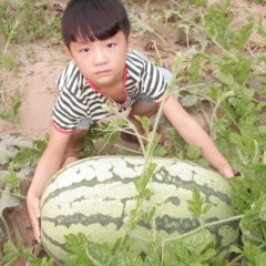 金牌863西瓜种子