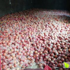 2016临猗苹果抓住商机无限