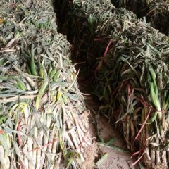 安丘大葱早买早赚凌河侯莉诚信合作