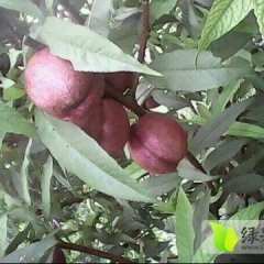 江苏楚州血桃油桃著名品牌