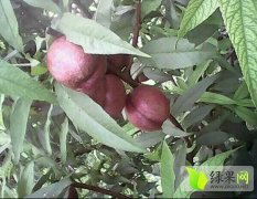 江苏楚州血桃油桃著名品牌