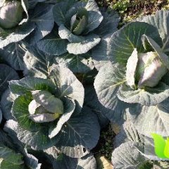 华容甘蓝是名优特产,东山黄可文诚信合作