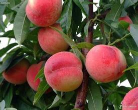 河北省深州市大量供应各种精品水果