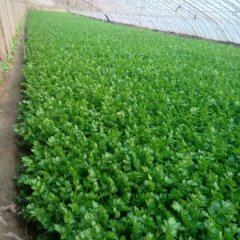 山东商河美国西芹：孙集乡尹庆元