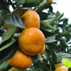 南丰沙糖桔 绿色无公害县城黄丽诚信合作