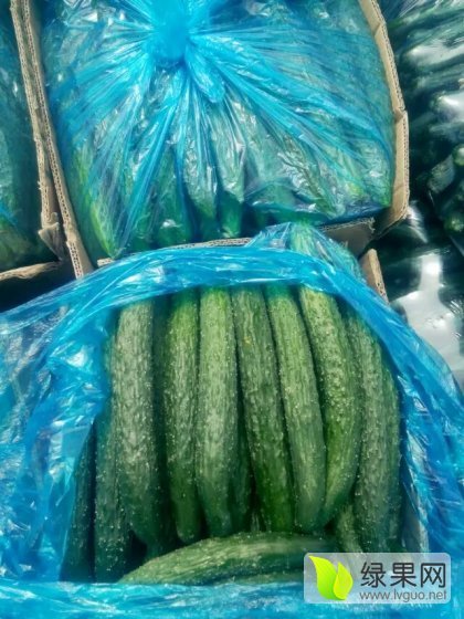2016年河南夏邑德瑞特721黄瓜价格