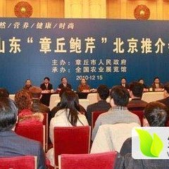 2016章丘芹菜抓住商机无限