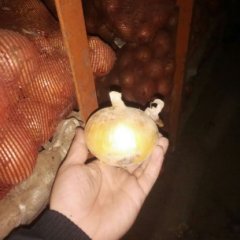 山东金乡常年供应红皮、黄皮洋葱