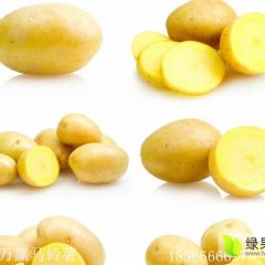 2010长期供应迷你小土豆五角硬币大小