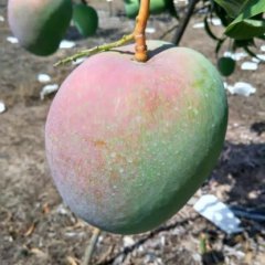 海南芒果种植基地