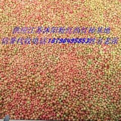 2017年江苏沭阳西红柿15850989846