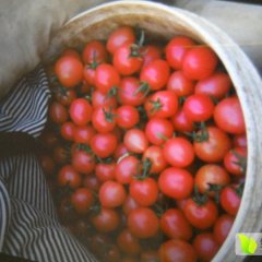 寿光田马赵磊3月千禧贝贝圣女果