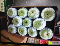 寿光绿宝甜瓜价格适宜