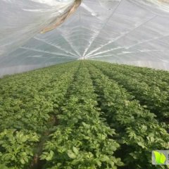 山东肥城荷兰十五土豆口感爽口