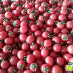 山东莘县千禧圣女果西红柿价格行情平稳
