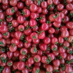 莘县柿子假一赔十,魏庄马占清诚信合作