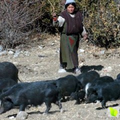 黑水藏香猪,又名,人参猪