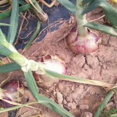 2017四川洋葱2月上市，欢迎预定