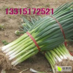 藁城大葱产销两旺南营王峰亮诚信合作