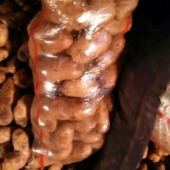 围场土豆品质优良,沽源李晓辉诚信合作