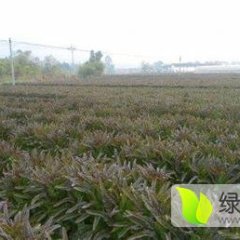 山东省莴苣大量上市啦！！！！！