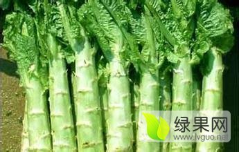 山东青州青皮莴苣著名品种