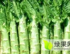 山东青州青皮莴苣著名品种
