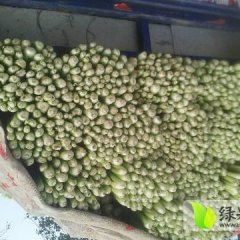 铜山黄集刘伟3月加州王（文图拉）芹菜