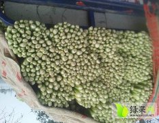 铜山黄集刘伟3月加州王（文图拉）芹菜