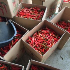 电白电城叶鸿渊12月美人椒辣椒