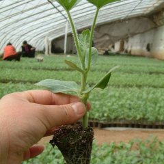 齐河宣章王先生3月西瓜苗西瓜种子