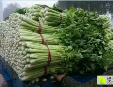 河北邯郸南大堡市场大量供应优质芹菜