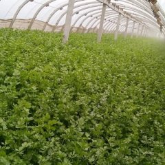 铜山芹菜价格行情平稳,黄集郭洪义诚信合作