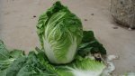2016年山东青州菊锦春白菜价格