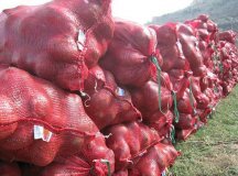 西昌的洋葱果形好、颜色佳