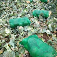 2016嘉鱼甘蓝值得出手