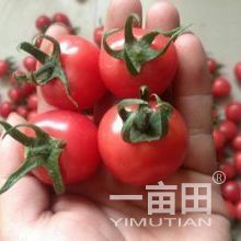 2016年山东莘县京丹1号价格