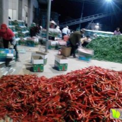 茂名大量供应辣椒 品种齐全 价格随行就市