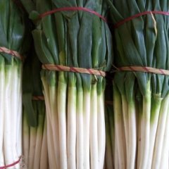 安丘大葱 白字长  叶子小