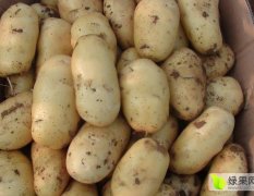 山东省胶州市优质荷兰十五土豆常年供应！