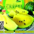 2016仁风富硒西瓜3月底-6月上市诚意合作