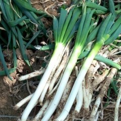 安丘大葱文明全国