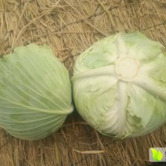 河南新野冬升甘蓝香甜可口