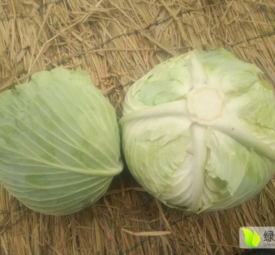 2016年河南新野冬升价格