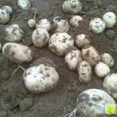 河南偃师早大白土豆价格行情平稳