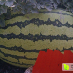 辽宁新民金城5号西瓜种子著名品牌