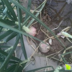 四川西昌洋葱已有少部分上市