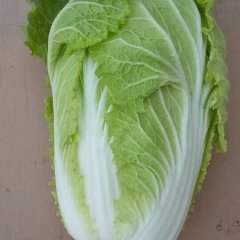 山东莘县菊锦春白菜
