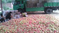 江苏沭阳是江苏地区最大的粉红果基地